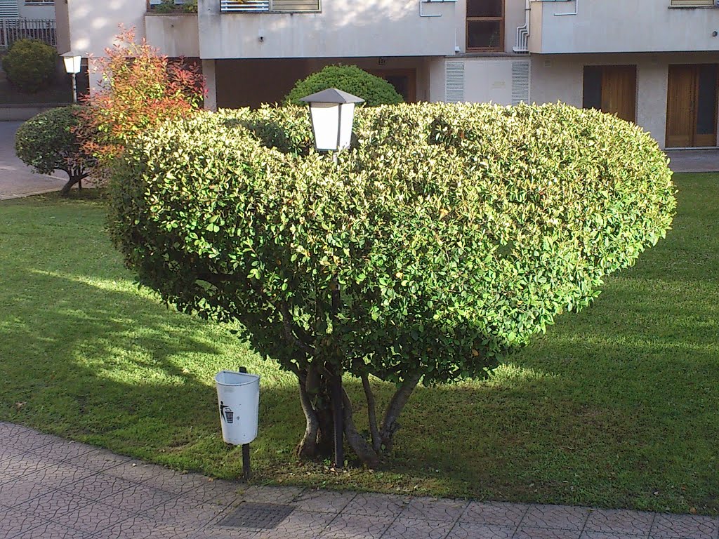 Farola camuflada, el insomnio del árbol by moris f.javier