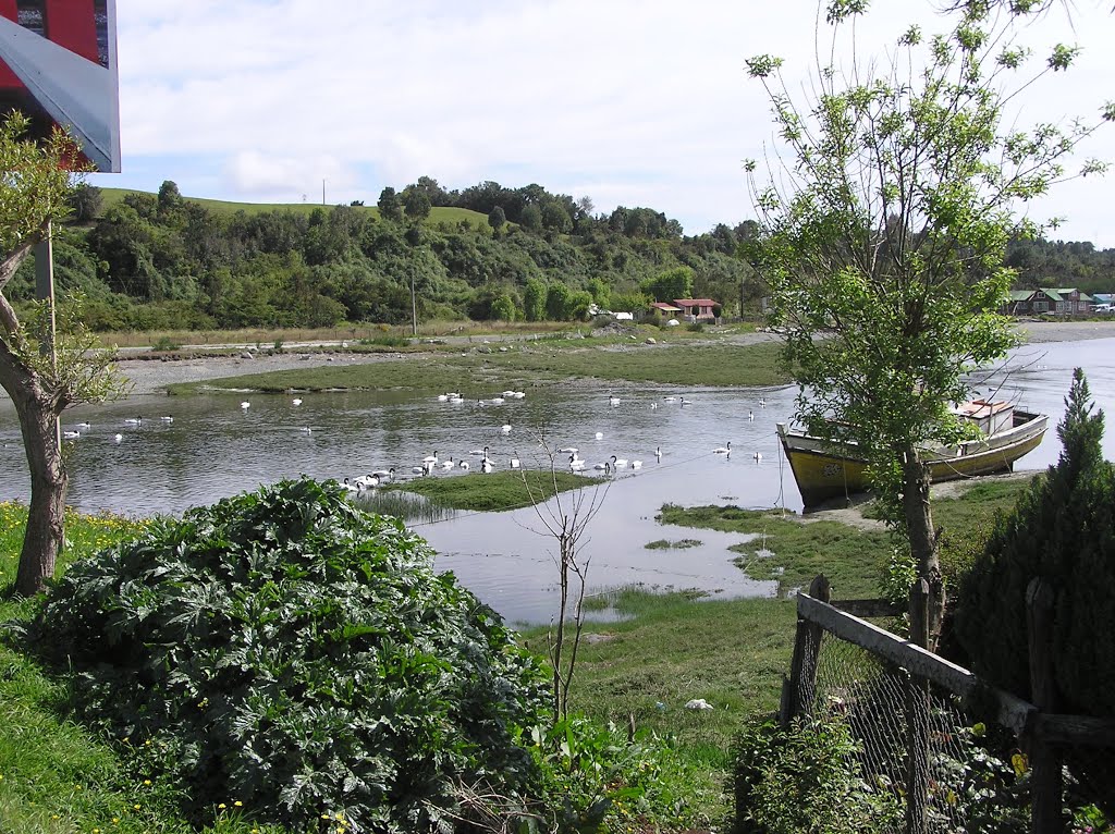 Cisnes cuello ngro, Chacao,Chiloe by Gmo Adolfo