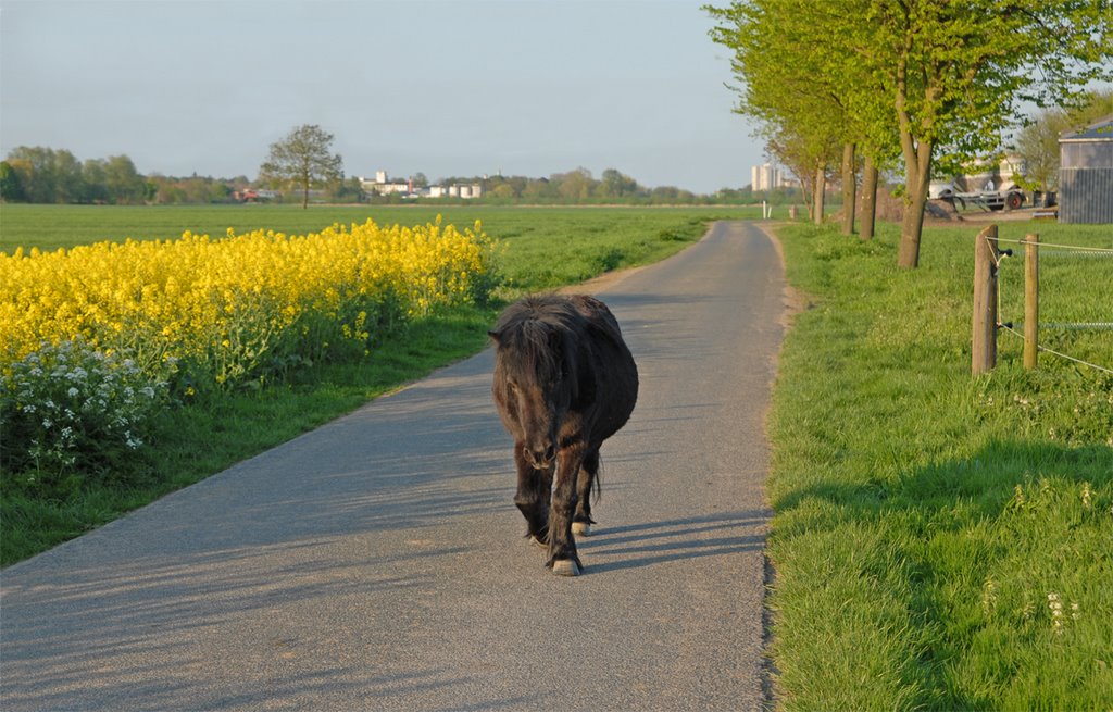 Abendspaziergang - das Pony war unter dem Weidezaun durchgeschlüpft und machte einen kleinen Abendspaziergang auf dem Bauländerweg by Juliane Herrmann