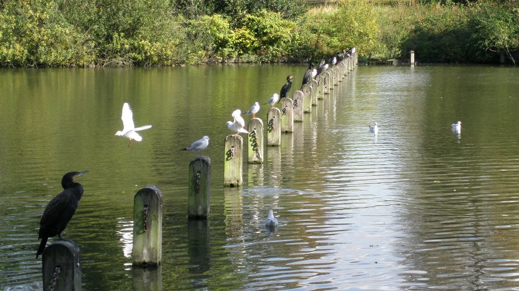 Kensington Gardens - Birds by Enrique Padron