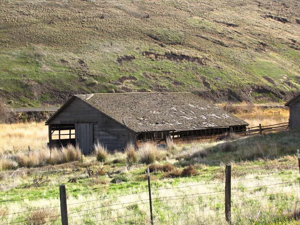 Calving shed by Pat Cassidy