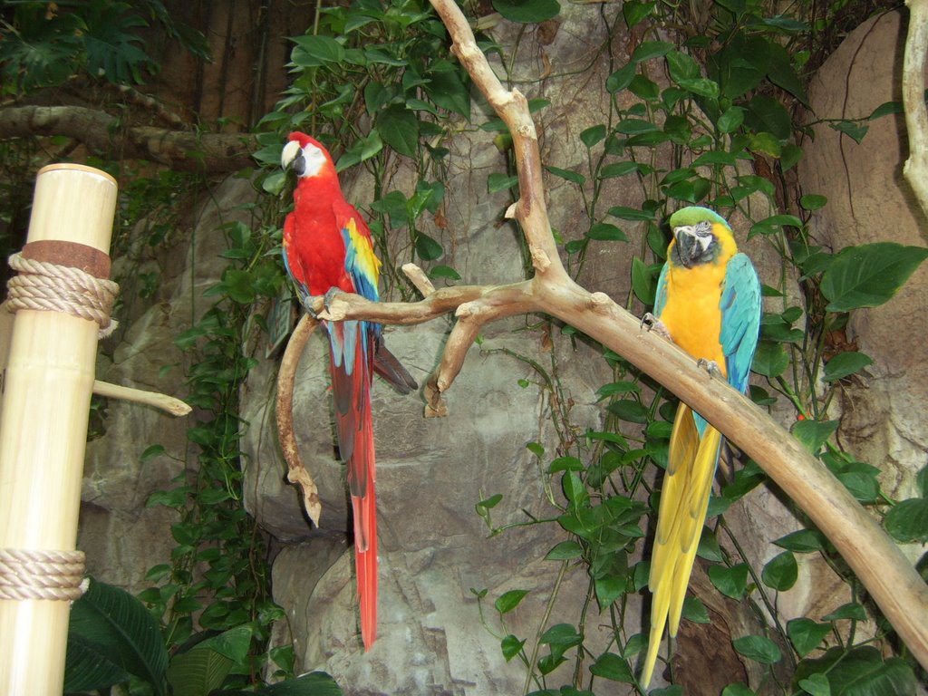 Parrots at the Aquarium of the Americas by halfendt