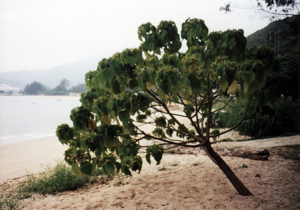 Spiaggia di Mui Wo by erminiavicc.