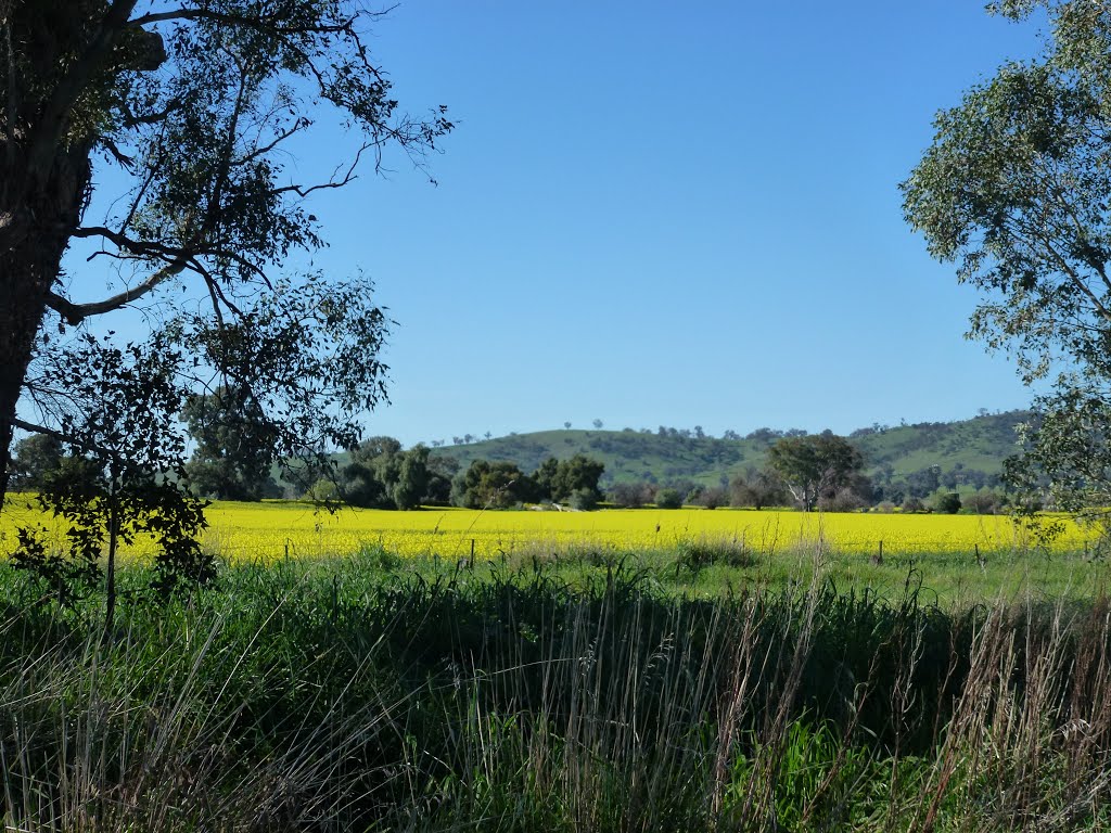 Canola Crops near Howlong by dijest