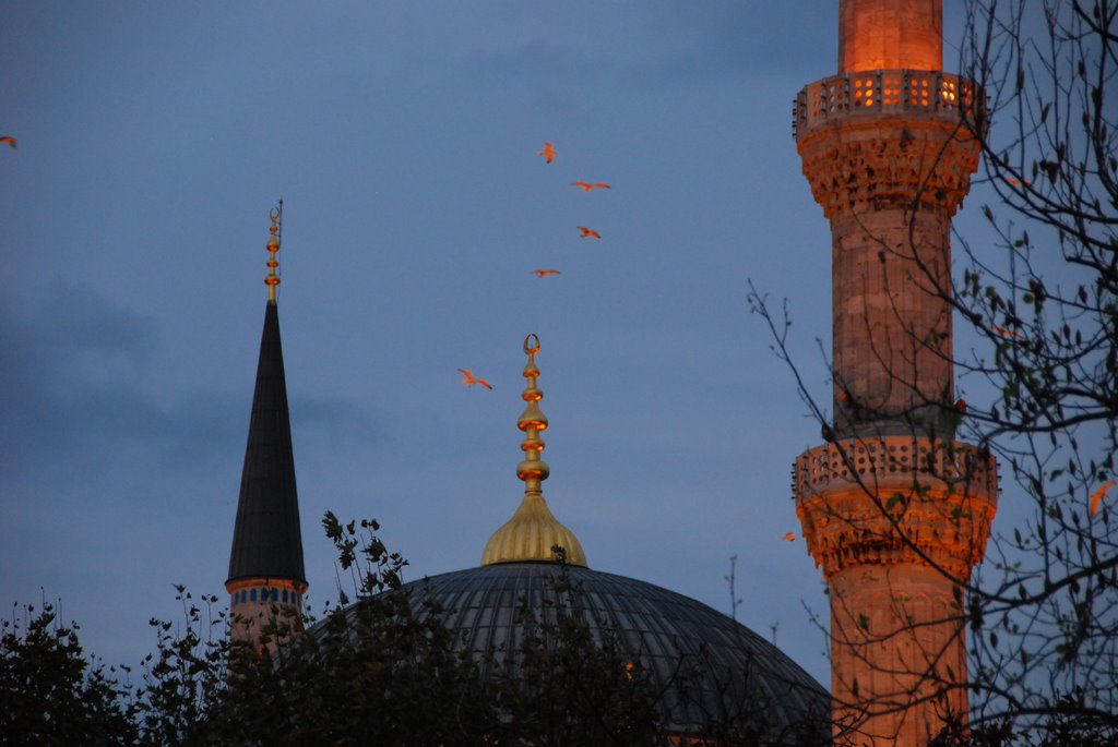 Gulls around Blue Mosque at Sunset by Daniel Massey