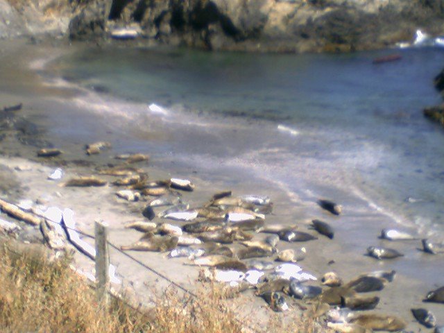 More seals on the beach by slicknickxp