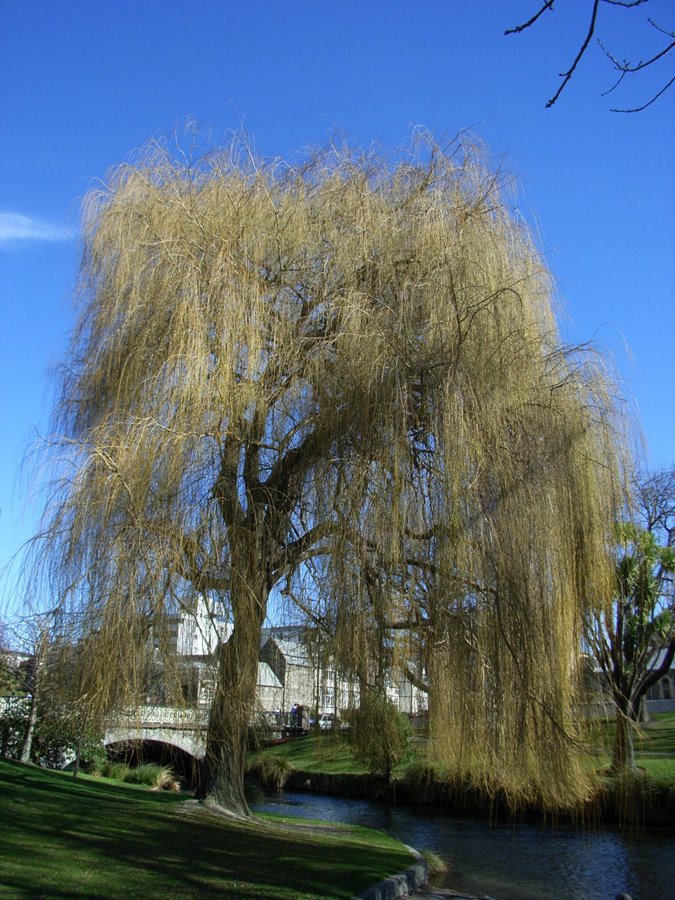 A tree along Avon river by keim heim