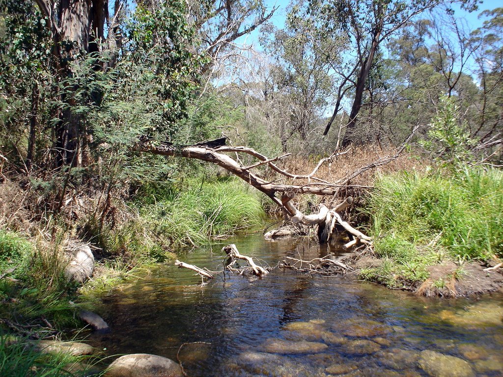 Swampy Plains River at Geehi. by James (Jimbob) Peat.