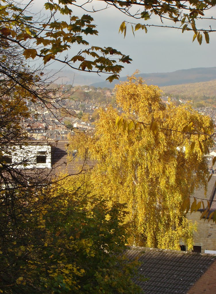 Silver Birch in late autumnal livery rising above Walkley rooftops, Sheffield S6 by sixxsix