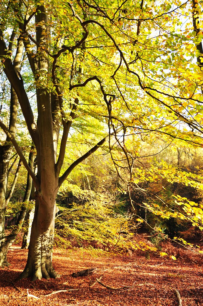 Swinley Forest in the Autumn by DAVID ROBINS