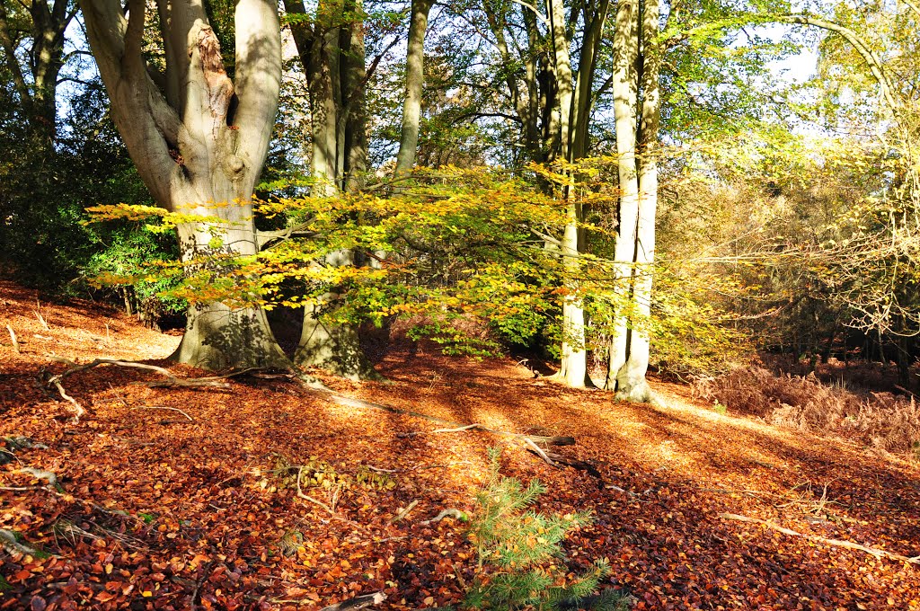 Swinley Forest in the Autumn by DAVID ROBINS