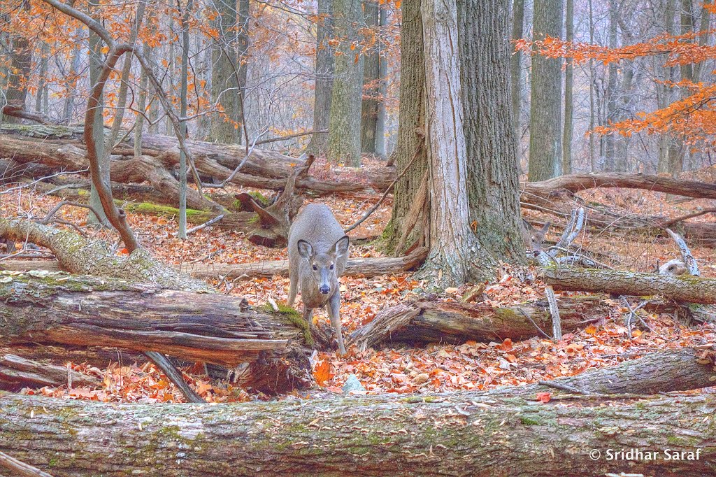 Cunningham Falls State Park, Thurmont, Maryland (USA) - Nov 2013 by Sridhar Saraf