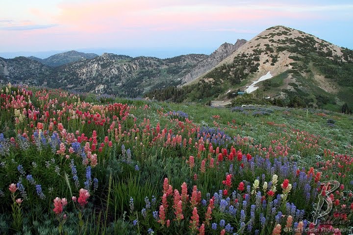 Mount Baldy Alpine Wildflowers and View by deepfrogphoto.com