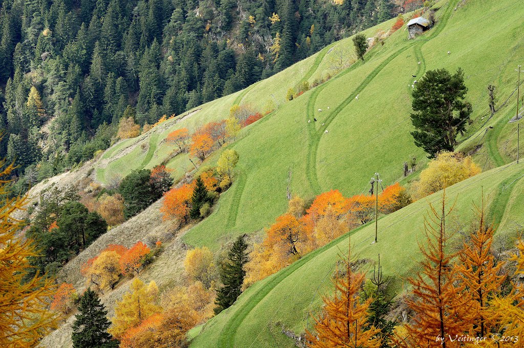 Herbst in den Hängen von St. Martin by Veitinger