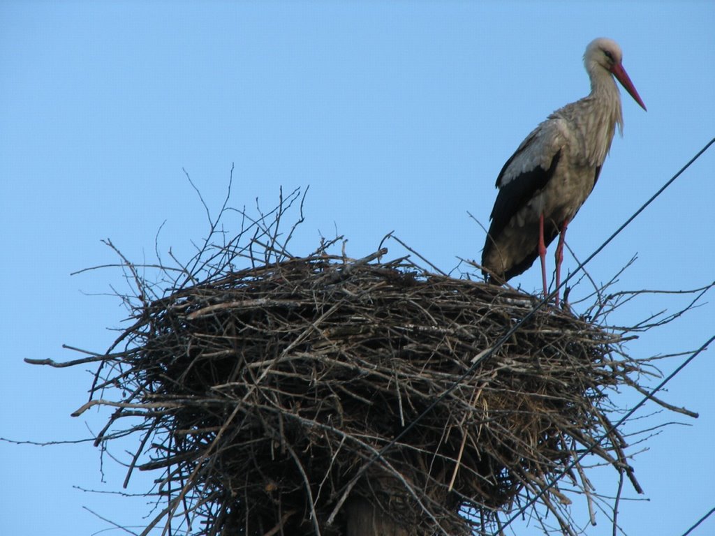 Bird`s nest on the pole by Gerasymenko