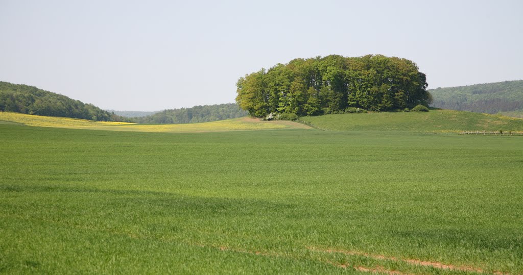 Die K50 am Katzbach mit Blick Richtung Ochsenkamp (Bad Driburg) by WitoldPB