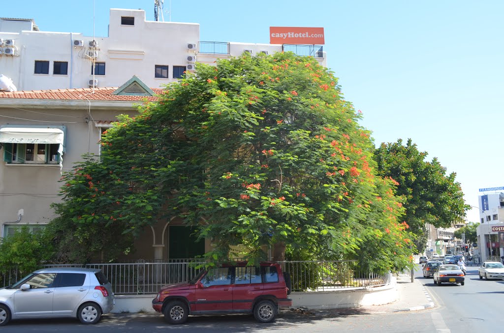 Cyprus. Larnaca (99461802) by Viktor Bakhmutov