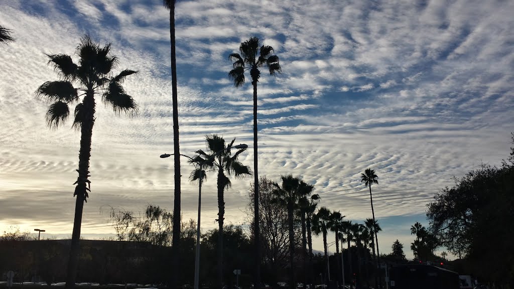 Palm Trees and Clouds by pi.guy22