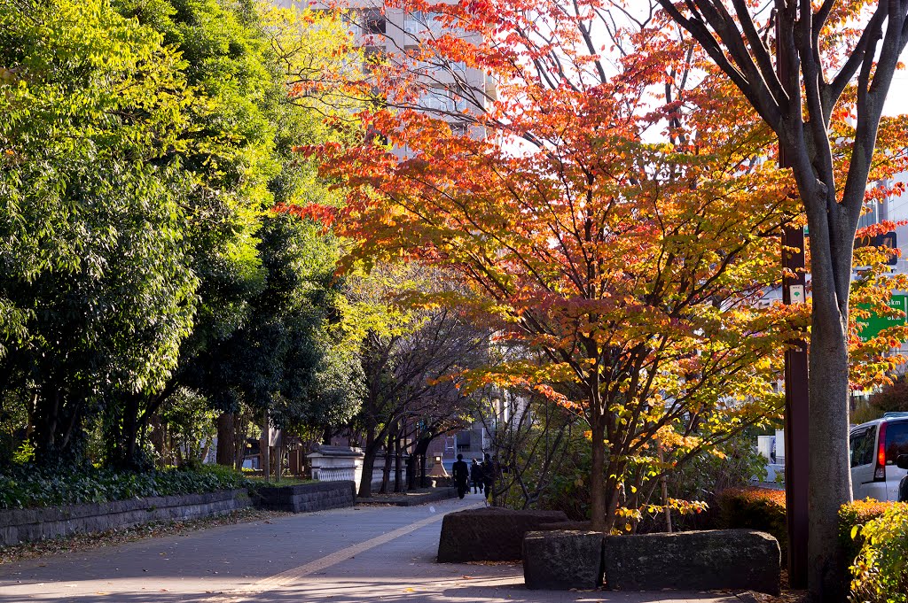 Kiba Park / 木場公園 by Kangoo_