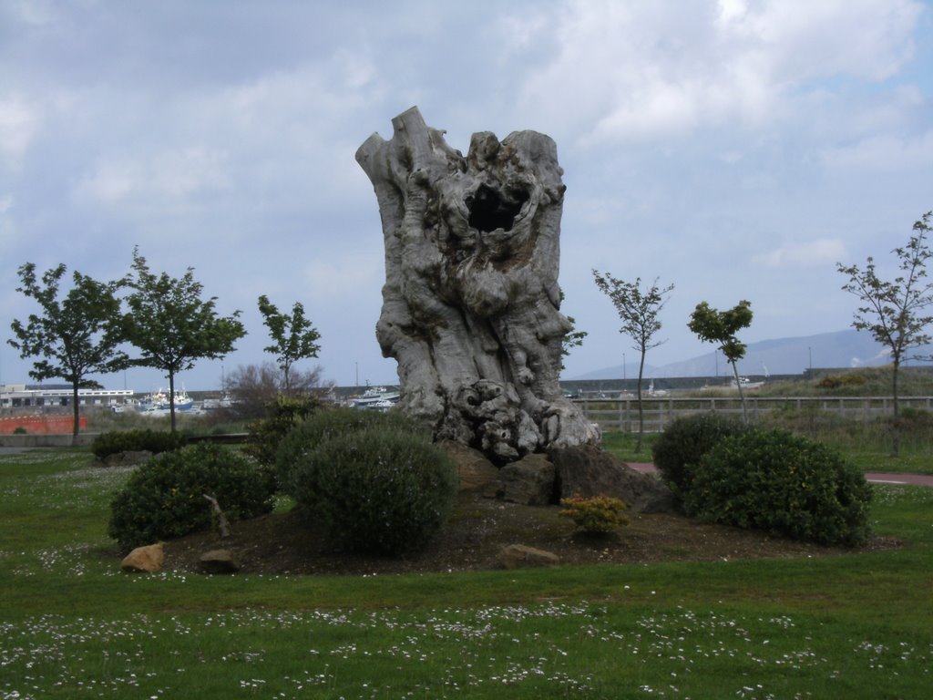 Tronco de árbol centenario en el paseo marítimo de Cariño(2008) by Ana Docal