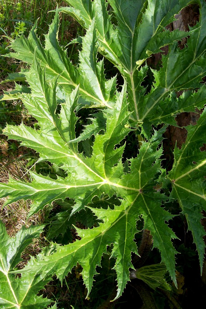 Jättebjörnloka (Heracleum sphondylium) by Spacebug