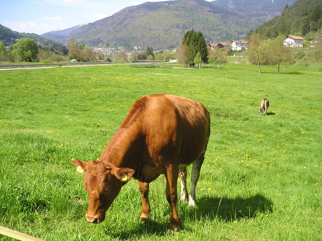 Cows by Lorenzo Dellana