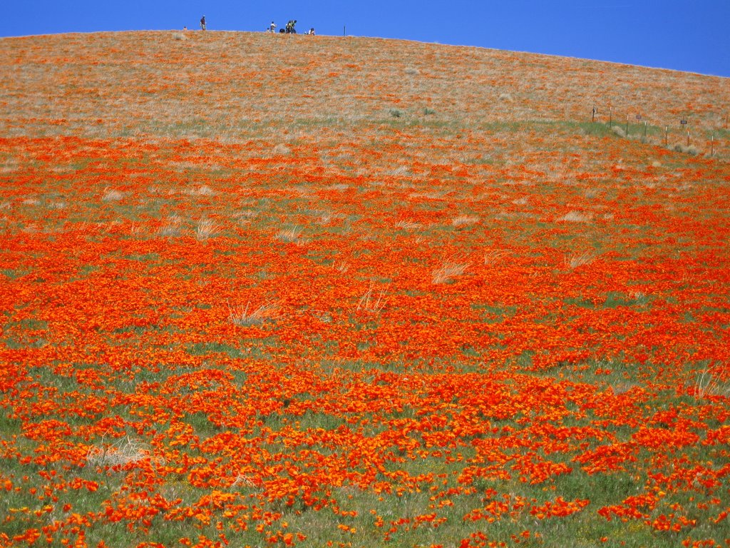 Antelope Valley California Poppy Reserve by oosooriv