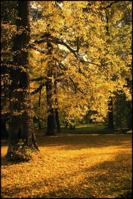 Golden tree by victor.laskin