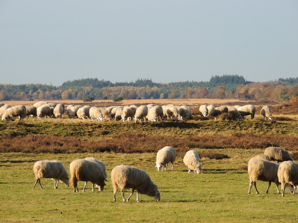 Ginkelse Heide, Schaapskooi by Ria Wentink