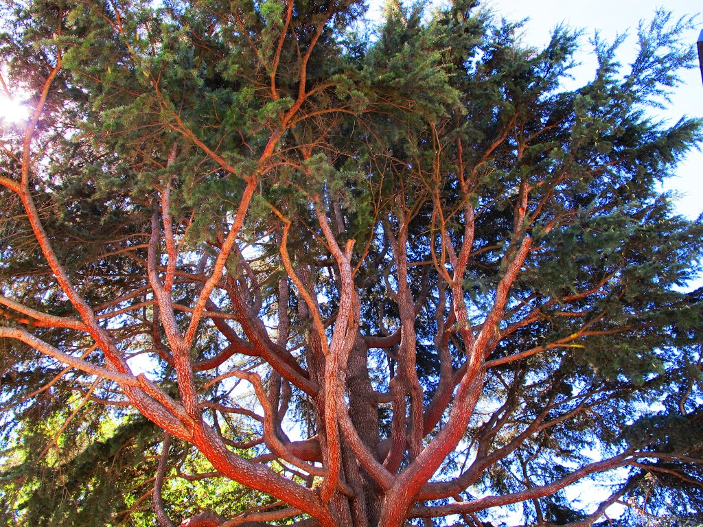 Church Pine Tree by pauline8228