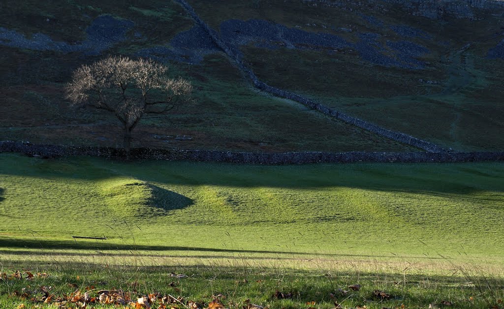 The 'One' tree. by Herb Riddle