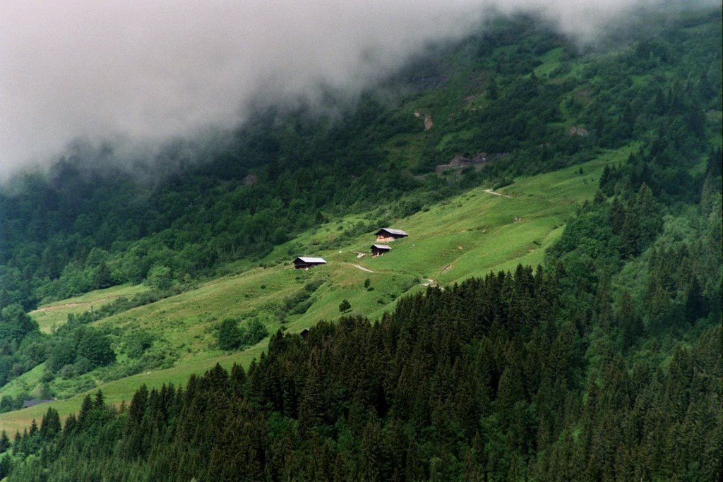 A flanc de montagne, 2007-07 by NOYER Gérard