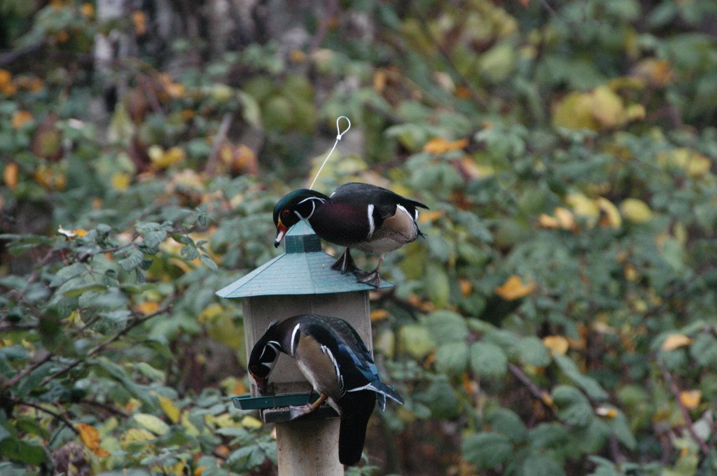 Bird Feeder at Reifel Bird Sanctuary by Argeepy