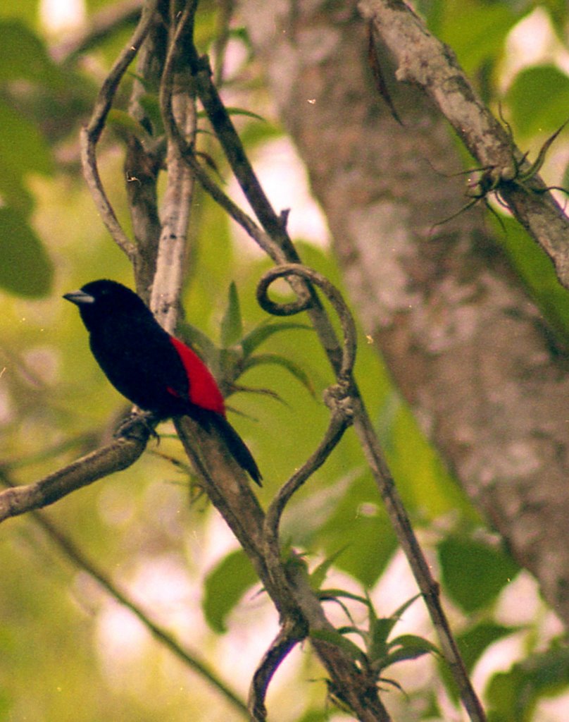 Passerini's Tanager by ranovak