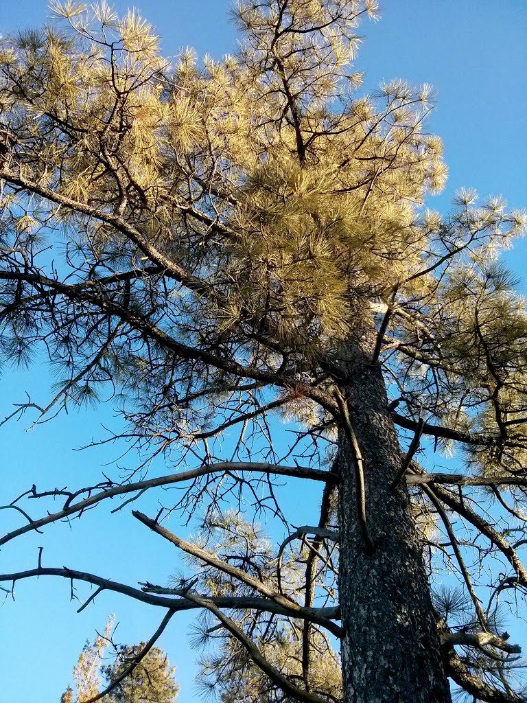 Ponderosa Pine (Pinus ponderosa) by farcorners