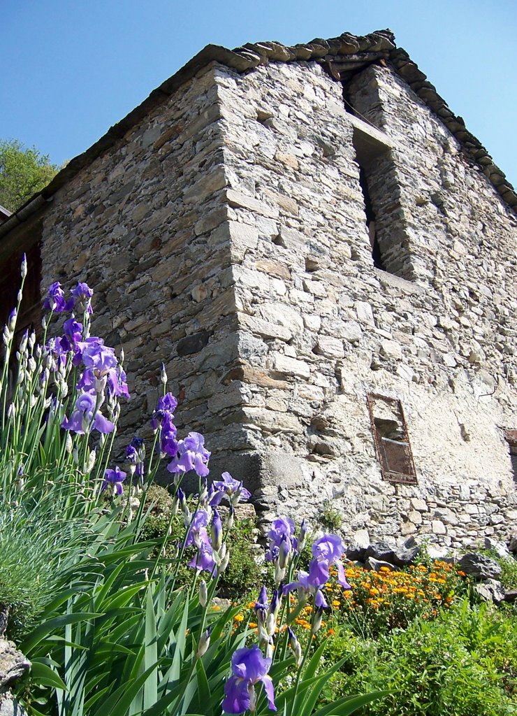 Iris Germanica and ruin. Montemezzo, Italy©SuperPainik Studio by ©Paino Geom. Daniele