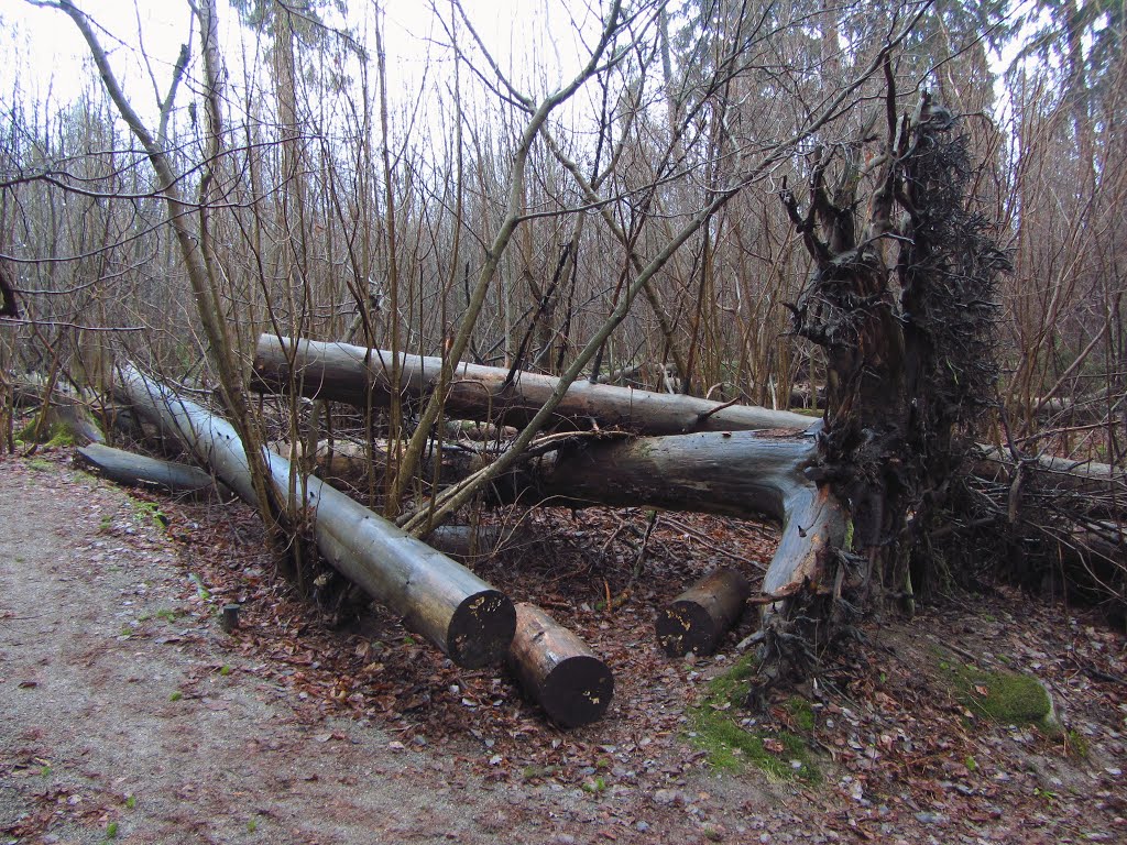 Tammisto Nature Reserve, Vantaa, Finland. by Ilkka T. Korhonen