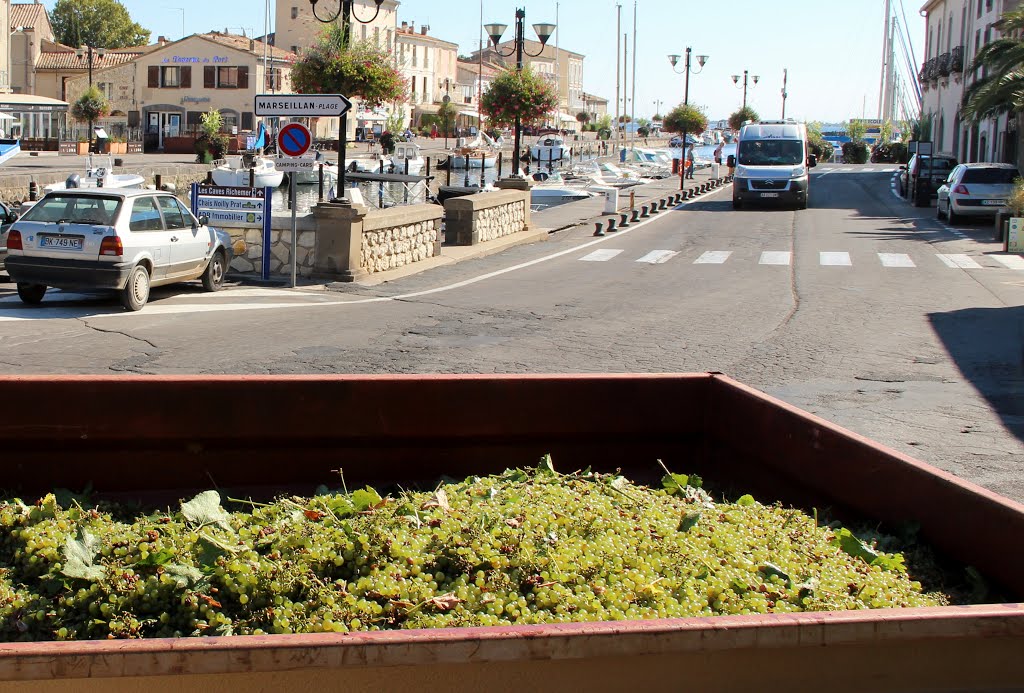 Grape harvest being delivered in Marseillan, France September 2013 by gteneyck