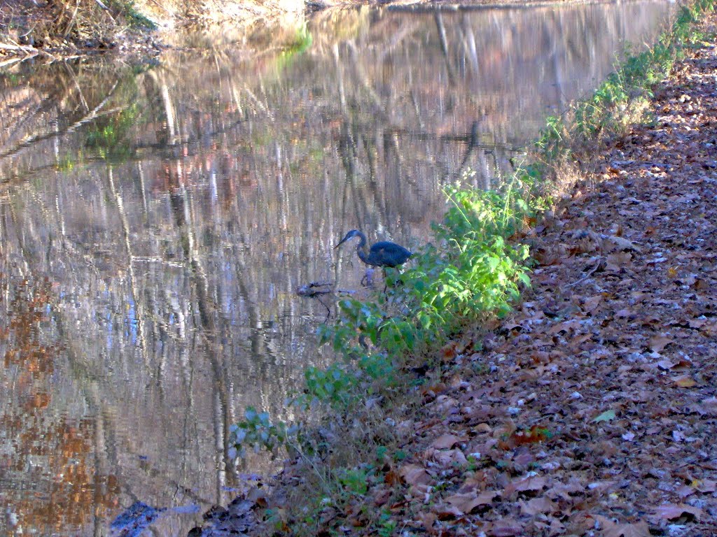 Near Pennyfield Lock 22, C&O Canal National Historical Park, Travilah, MD by Midnight Rider