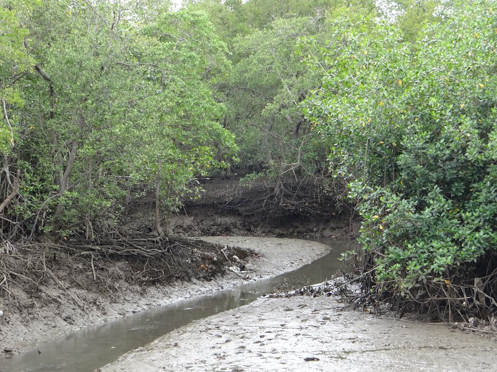 Cerca del muelle de Chomes, Puntarenas by Gino Vivi