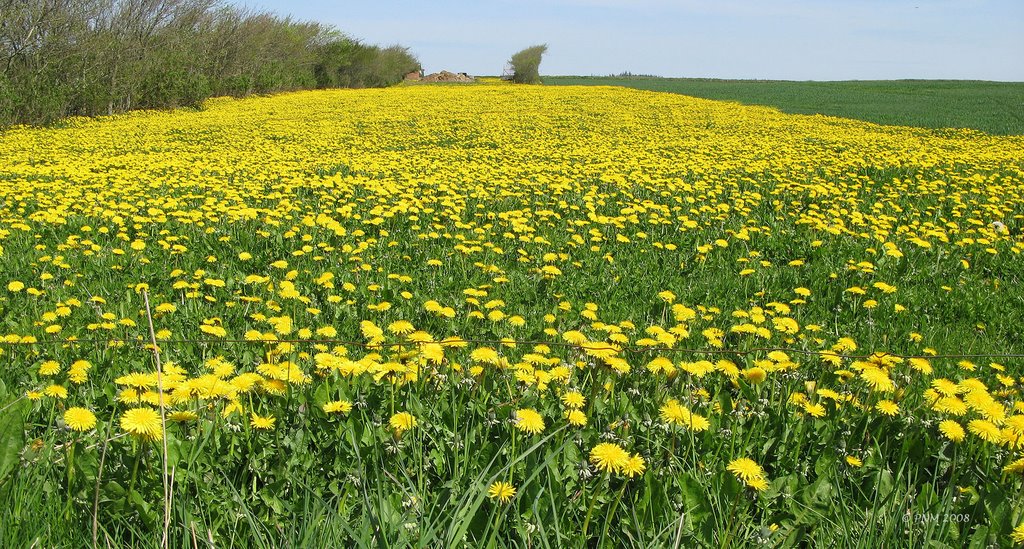 Taraxacum officinale by nannsenior