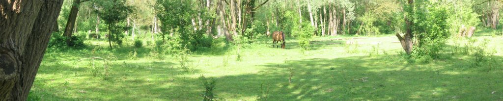 Paard in het hout by Vincent M. from Béth…