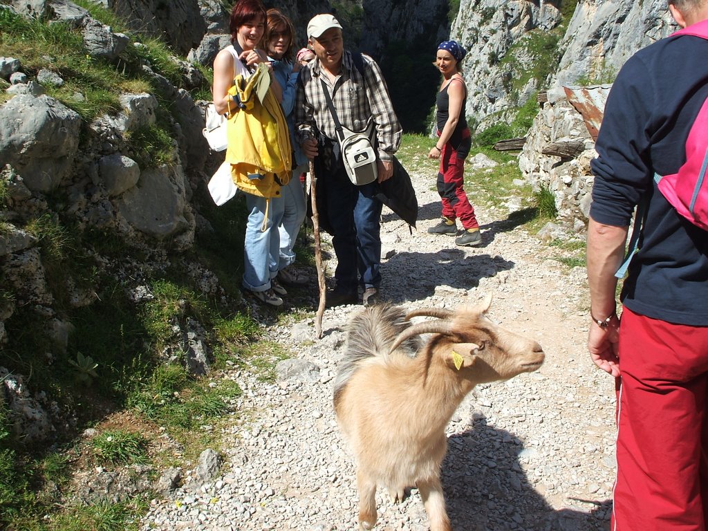 CABRAS POR LA RUTA DEL CARES by stefan jan