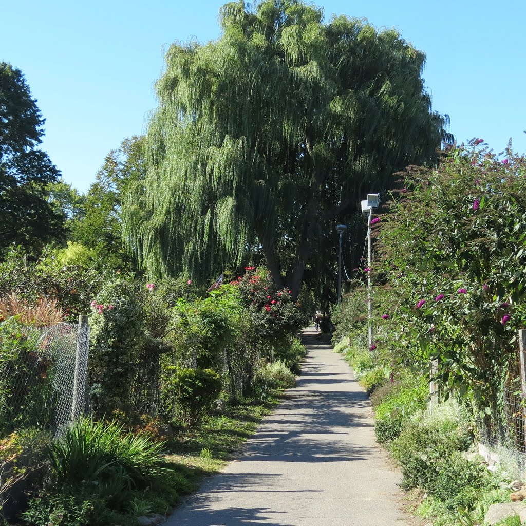 Emerald Necklace, Fenway Victory Gardens, Boston. by Bob Linsdell