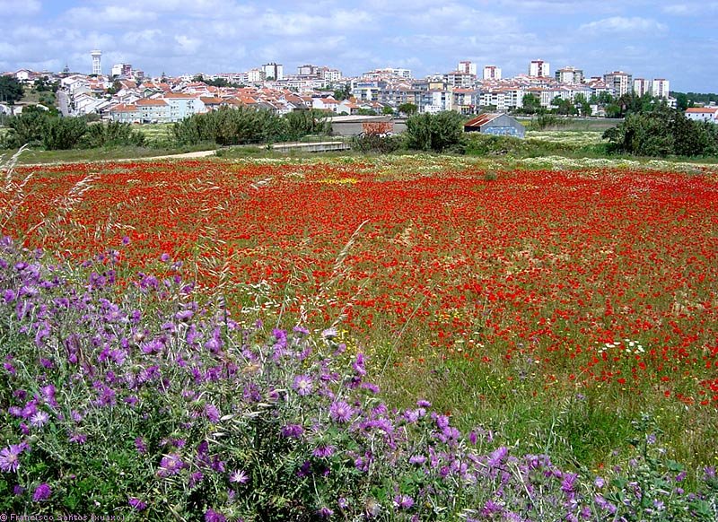 Spring in Corroios, Portugal. 2008 by Francisco Santos (xuaxo)