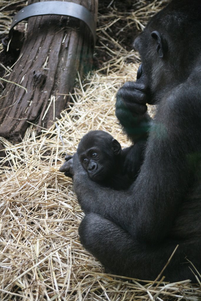 Zürich Zoologischer Garten, Zürich, Switzerland by Hans Sterkendries