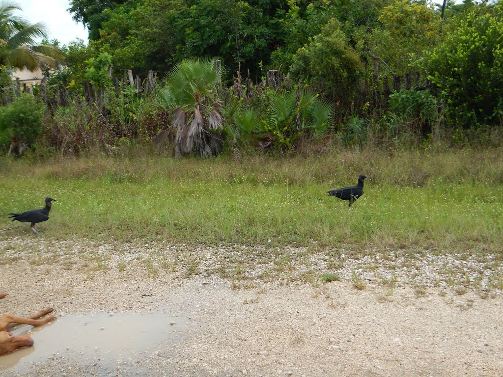 Western Highway, east of Hattieville, Belize by nevelo