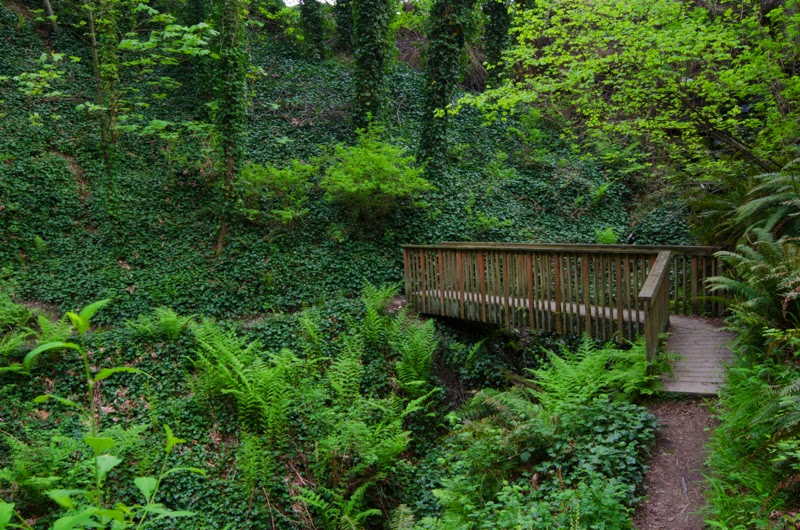 South Rim Trail at Saltwater State Park, WA by Washington State Parks Foundation