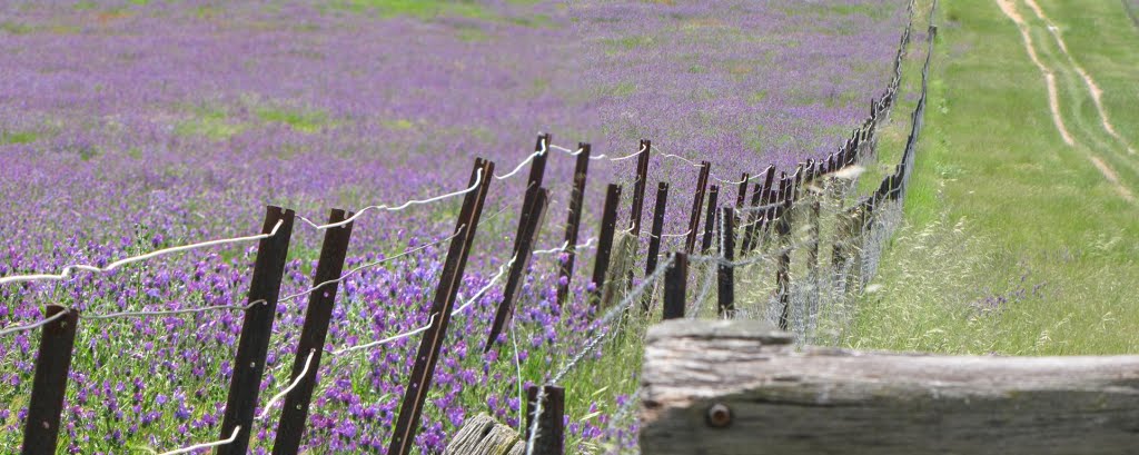 NSW / ACT Border by Hendrik Maat