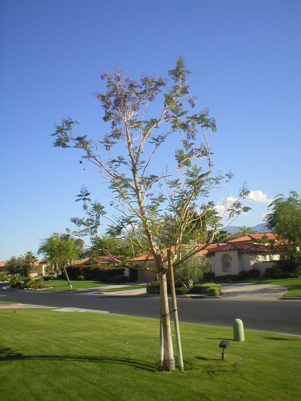 Young Jacaranda Tree, PGA West Community by MarkJWalter